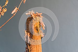 African desert locust