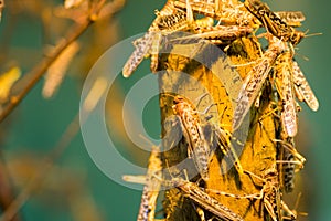 African desert locust