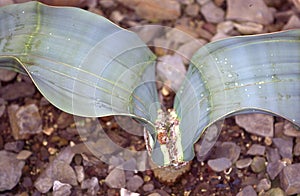 African desert plant Welwitschia