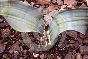 African desert plant Welwitschia