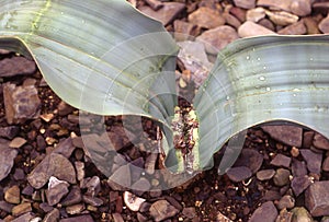 African desert plant Welwitschia
