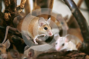 African, desert thorny mouse (Acomys cahirus )