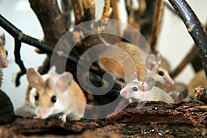 African, desert thorny mouse (Acomys cahirus )