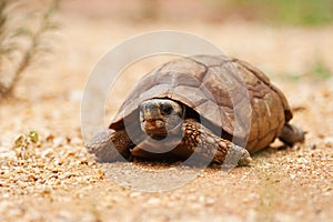 African desert tortoise photo