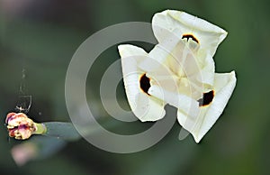 African Dietes Bicolor Iris Flower