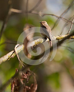 The African Dusky Flycatcher