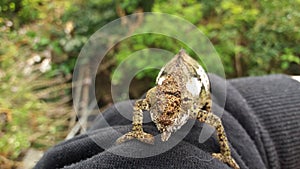 African dwarf chameleon.