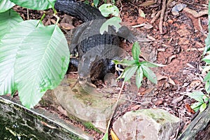 African dwarf crocodile, broad-snouted bony crocodile, Osteolaemus tetraspis, detail portrait in nature habitat. Lizard with big