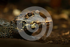 African dwarf crocodile, broad-snouted bony crocodile, Osteolaemus tetraspis, detail portrait in nature habitat. Lizard with big e photo