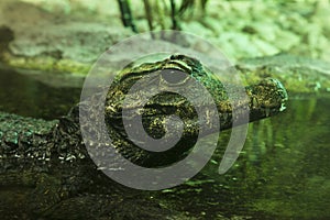 African dwarf crocodile Osteolaemus tetraspis. photo
