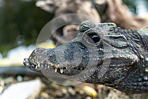 This African dwarf crocodile resides in a butterfly garden in Leidschendam, Netherlands