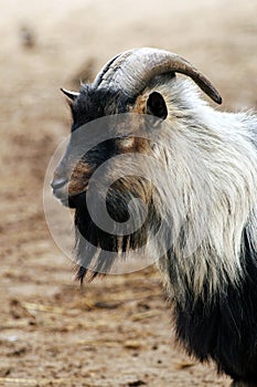 African dwarf goat. Capra aegagrus hircus photo