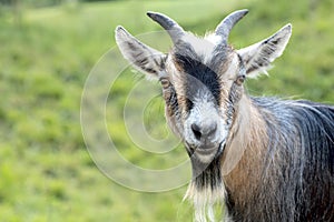 African dwarf goat looking