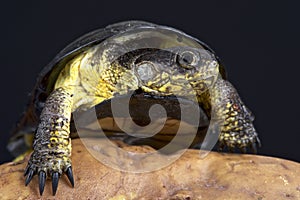 African dwarf mud turtle (Pelusios nanus)
