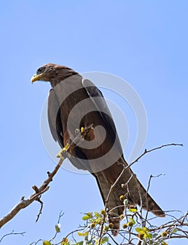African eagle and blue sky