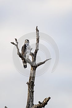 African Eagle Hawk on whitered branch at Kruger park, South Africa photo