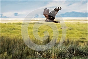 African Eagle hunting