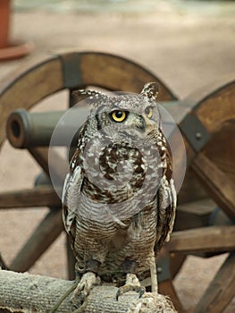 African eagle Owl