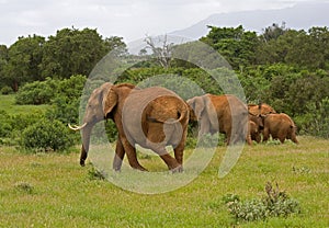 African elefant