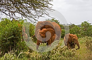 African elefant