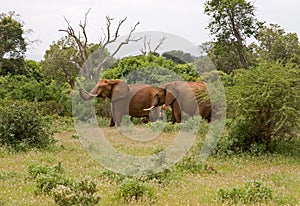 African elefant