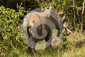 African elefant