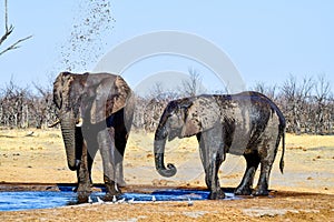 African Elefant