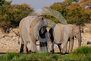 African elefant herd on a waterhole, etosha nationalpark, namibia