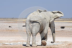 African Elefant loxodonta africana in the Etosha Nationalpark in Namibia