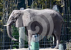 An African Elephant 1