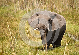 African Elephant #1