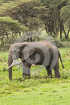 African Elephant