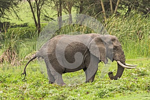 African Elephant