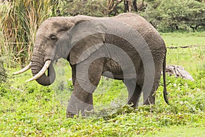 African Elephant