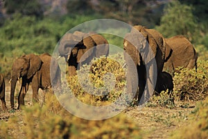 African Elephant