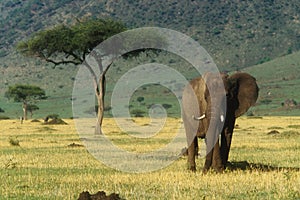 African Elephant photo