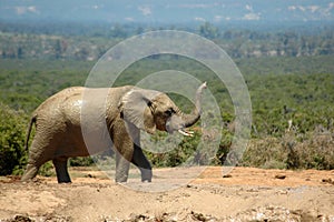 African elephant photo