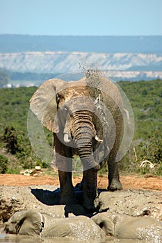 African Elephant