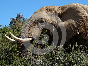 African Elephant