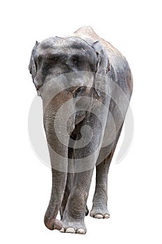 African elephant