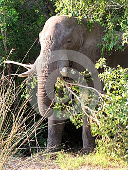 African elephant