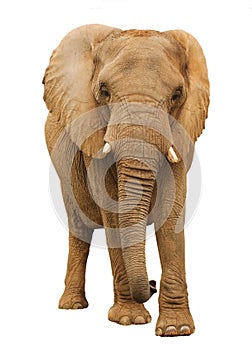 African Elephant