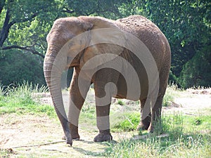 African Elephant photo