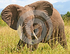 African elephant photo