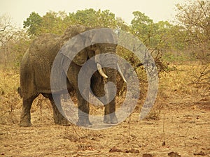 African Elephant