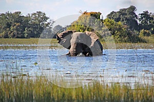 African Elephant