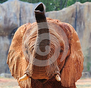 African Elephant