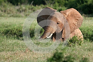 African Elephant