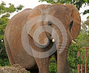 African elephant