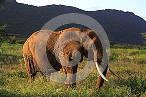 African Elephant